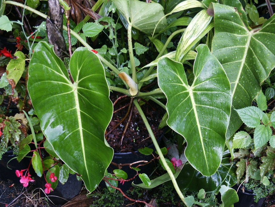 Philodendron Red Emerald Филодендрон