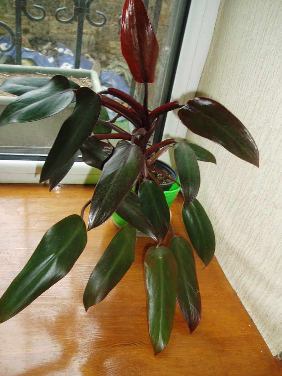 Филодендрон erubescens