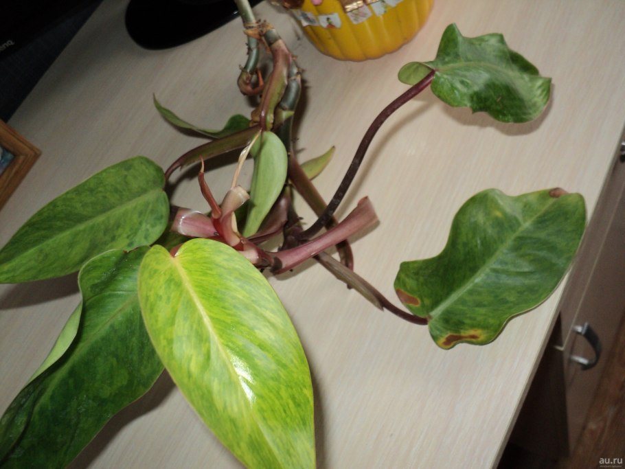 Филодендрон erubescens