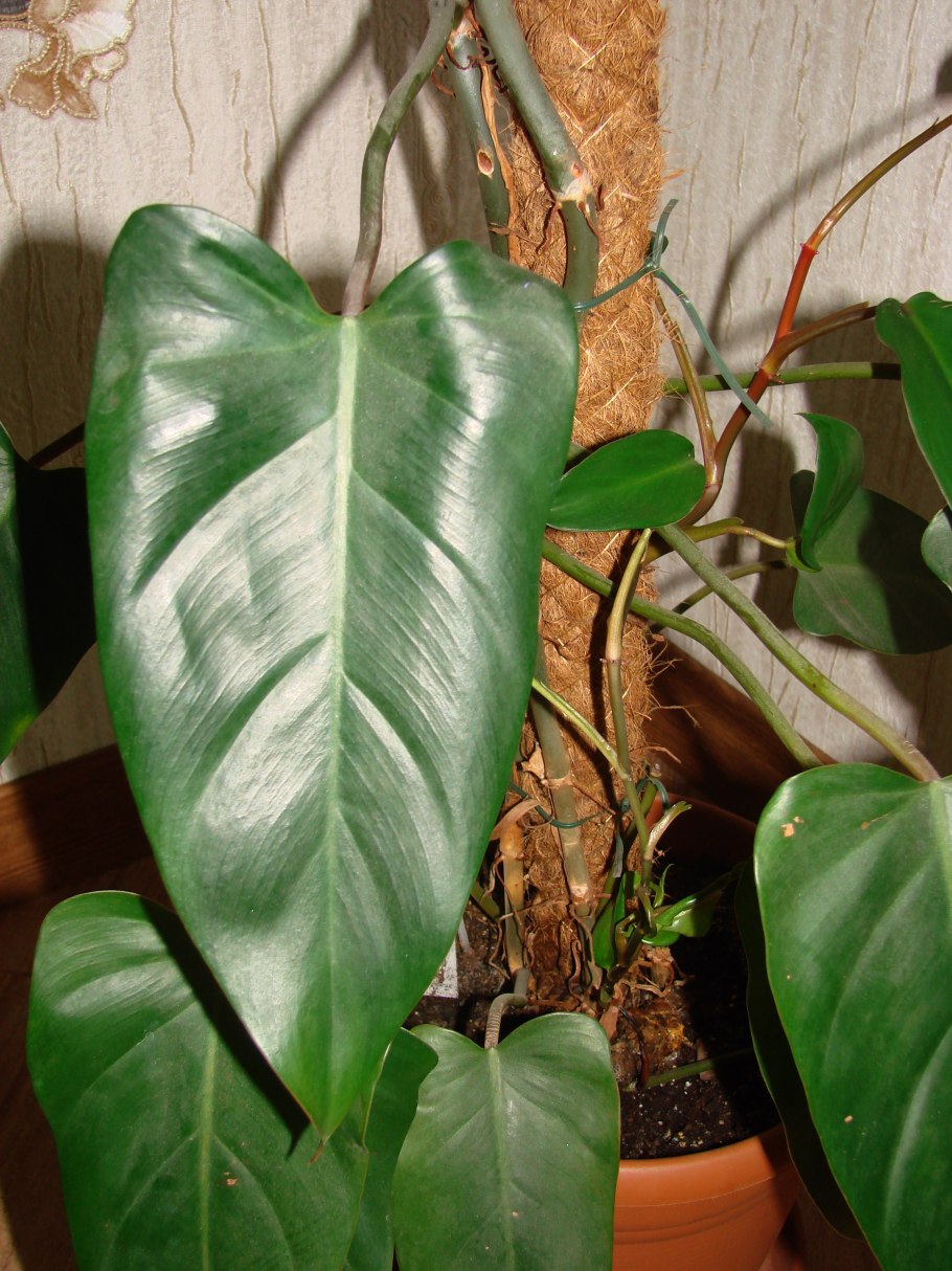 Филодендрон erubescens