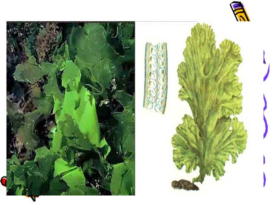 Chlorophyta отдел зелёные