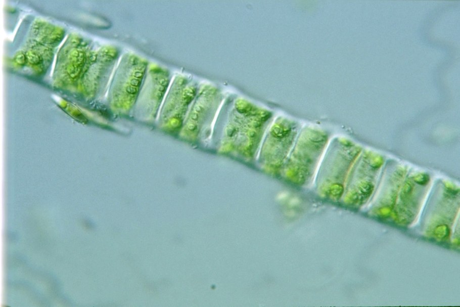 Ядовитые морские водоросли