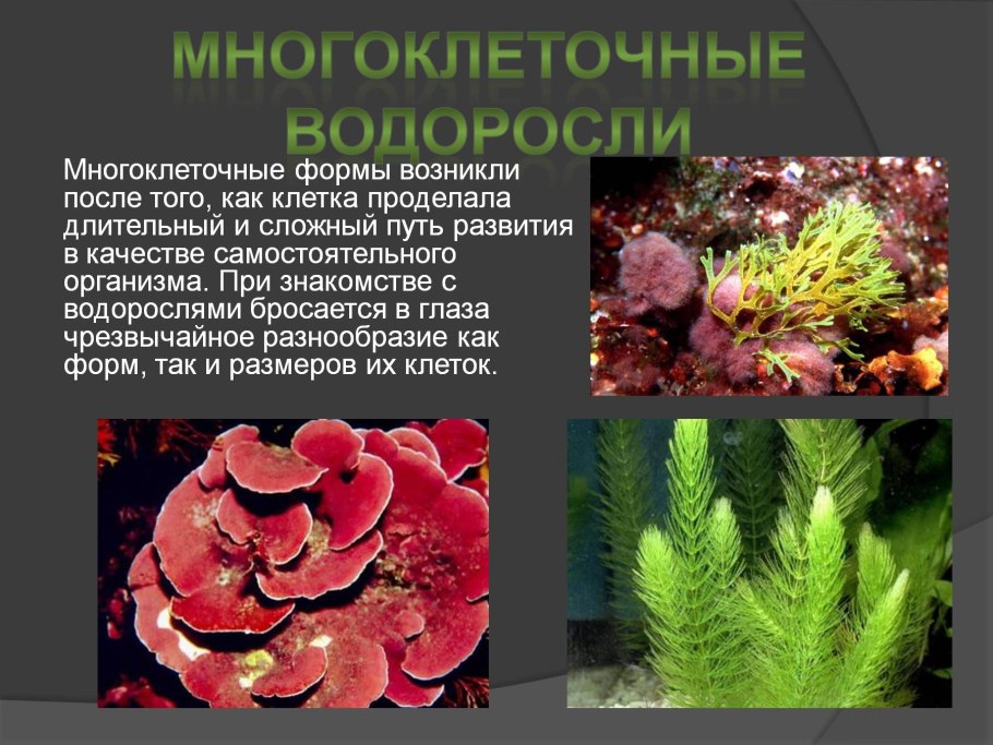 Размножение водорослей улотрикс