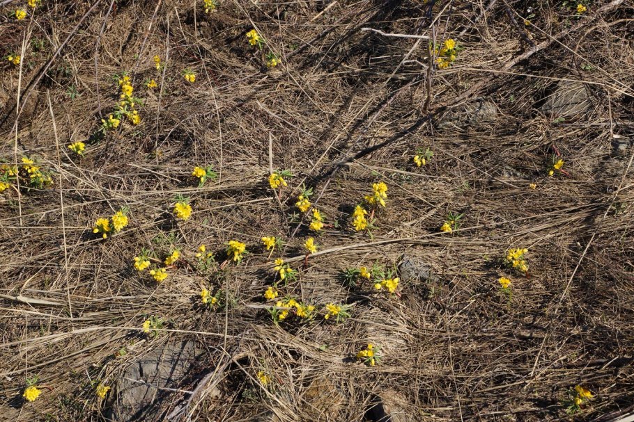Папоротники гимноспермиум Алтайский