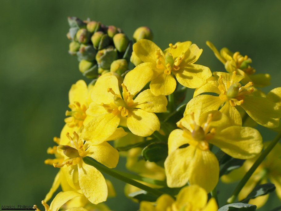 Леонтица Алтайская