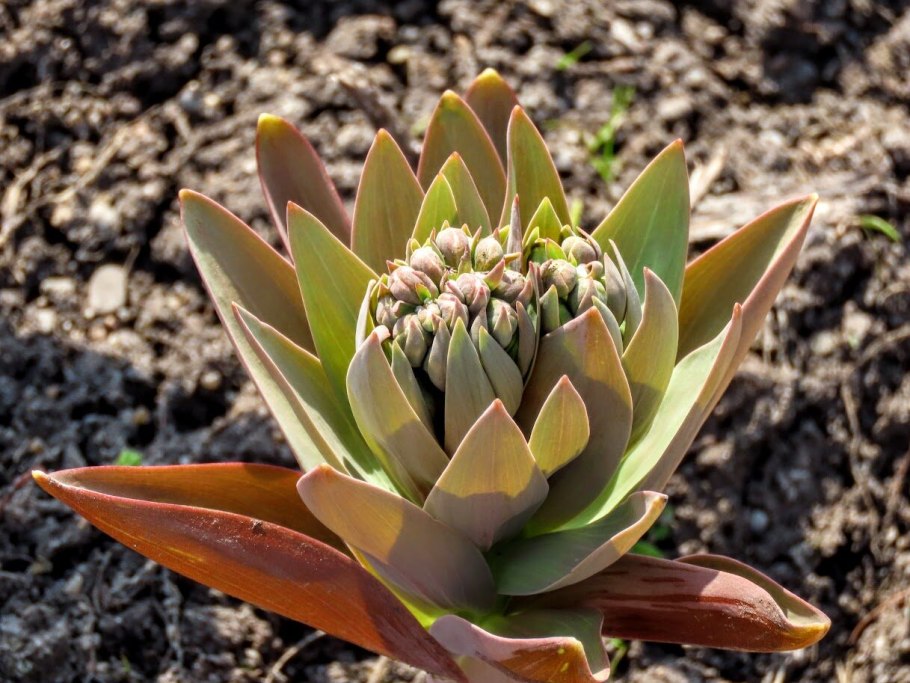 Гимноспермиум Одесский