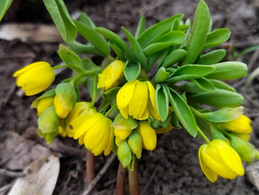 Вайда Синильник