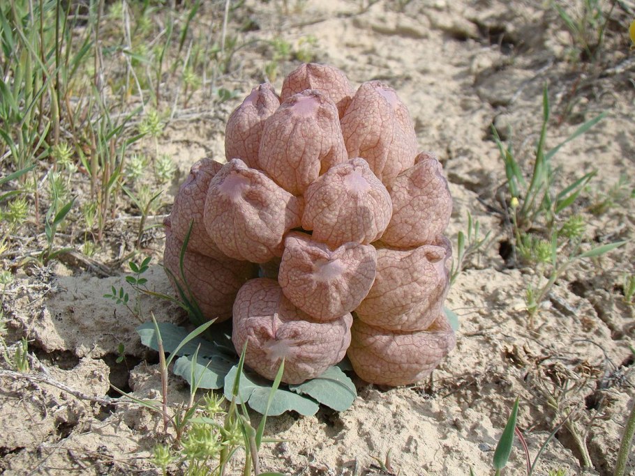 Ranunculus repens плод