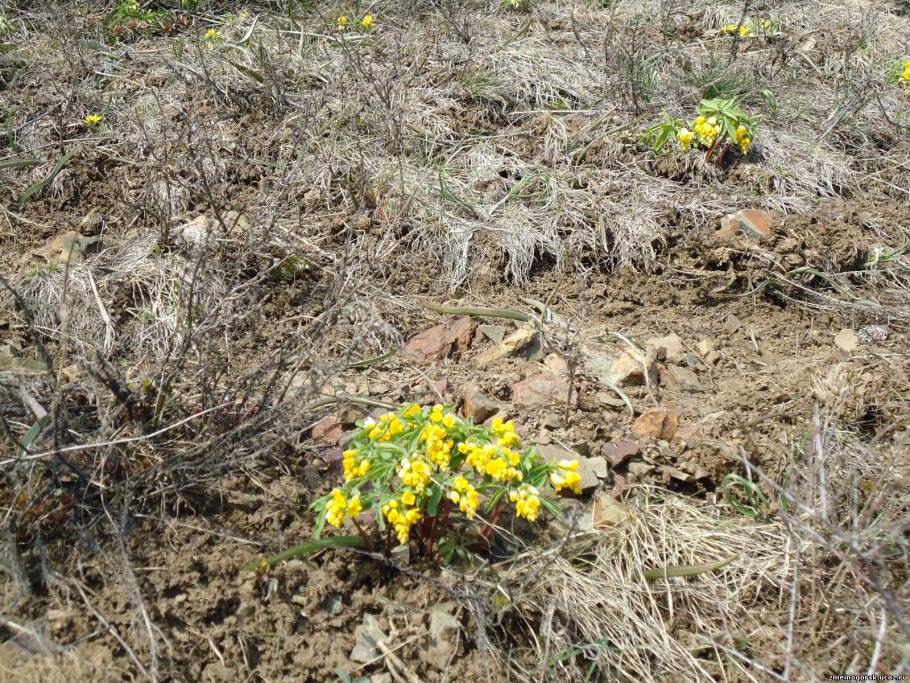 Папоротники гимноспермиум Алтайский