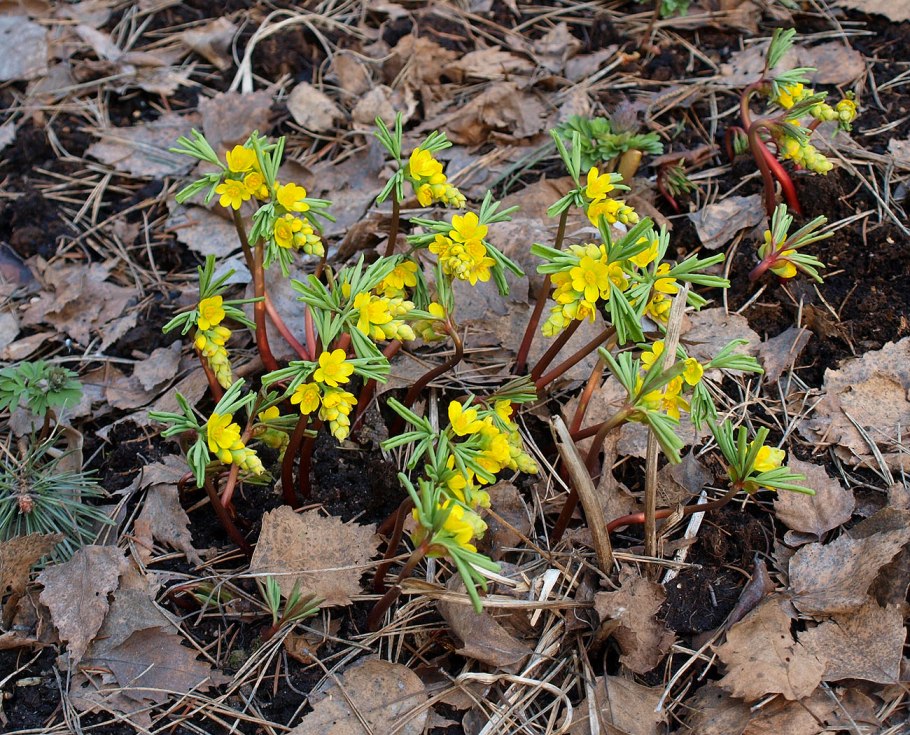 Gymnospermium albertii