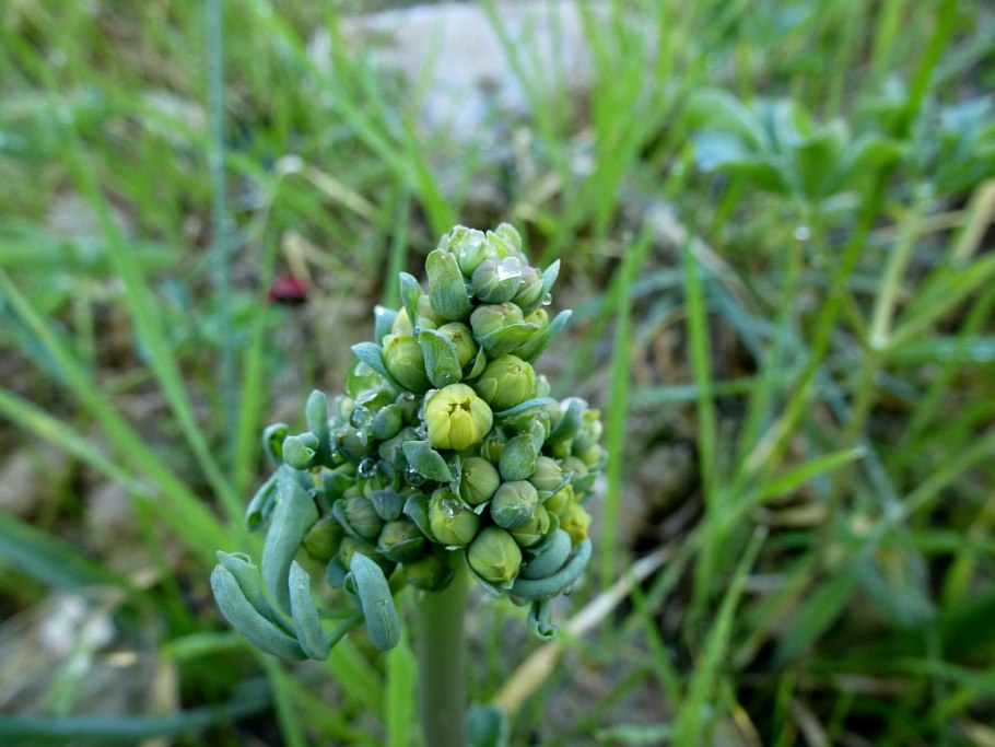 Gymnospermium albertii