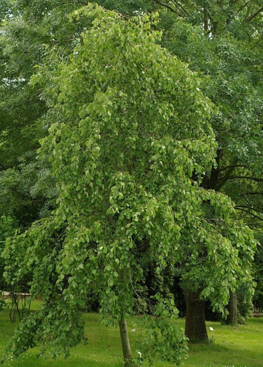 Ольха серая Aurea