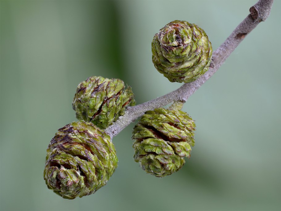 Ольха черная (Alnus glutinosa)