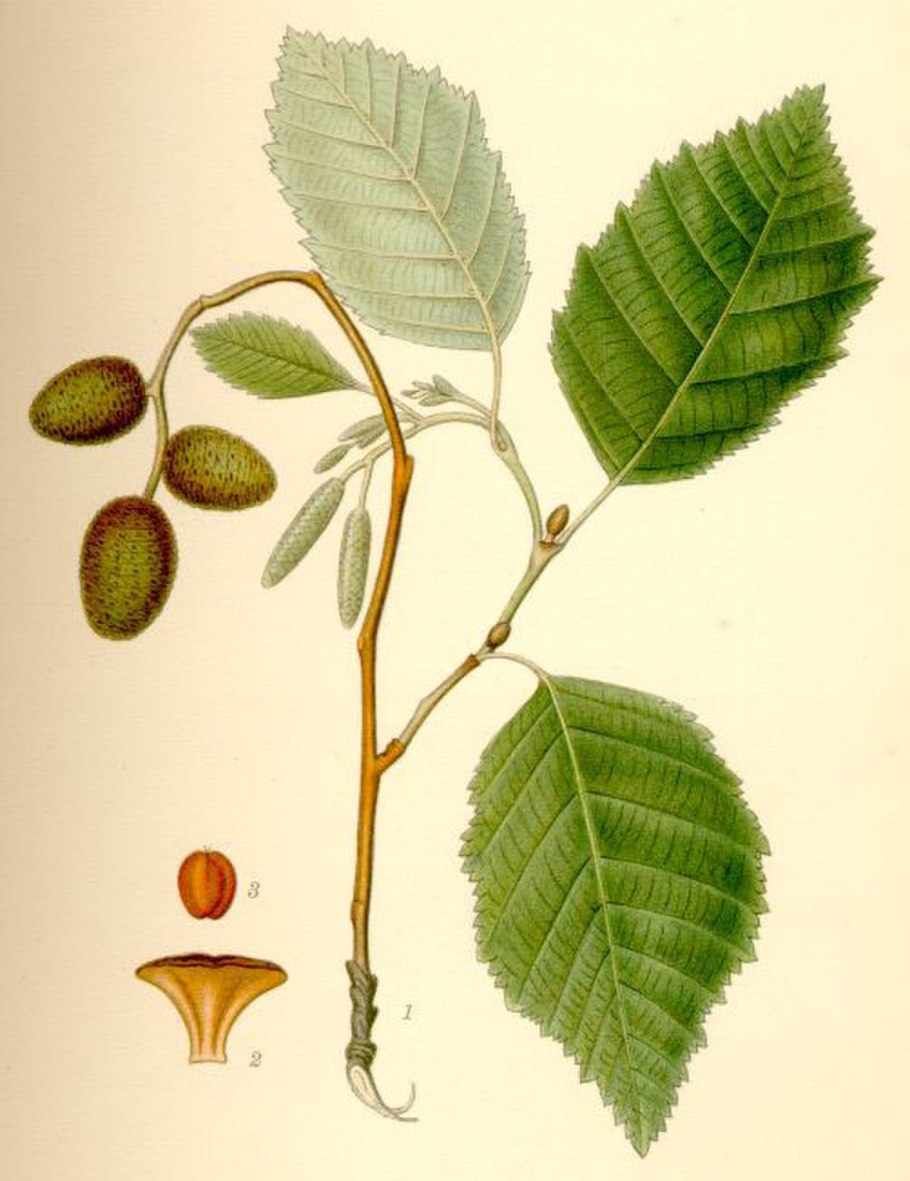 Ольха черная (Alnus glutinosa)