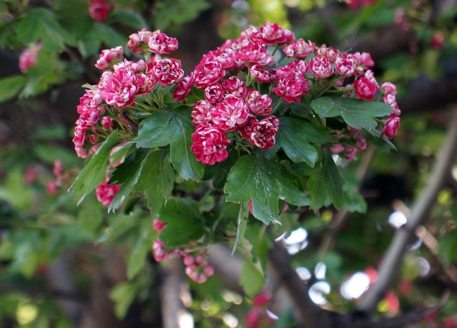 Боярышник зеленомясый (Crataegus