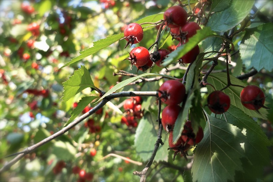 Боярышник Максимовича (Crataegus maximowiczii)