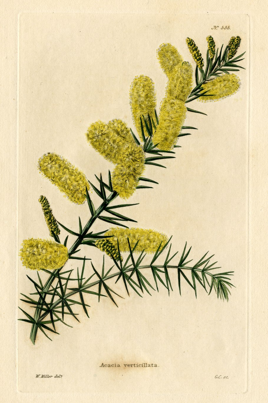 Acacia verticillata