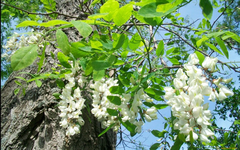 Акация Фарнеза (Acacia Farnesiana).