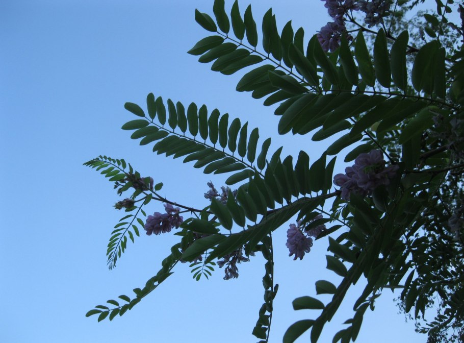 Акация Дикая Альбиция