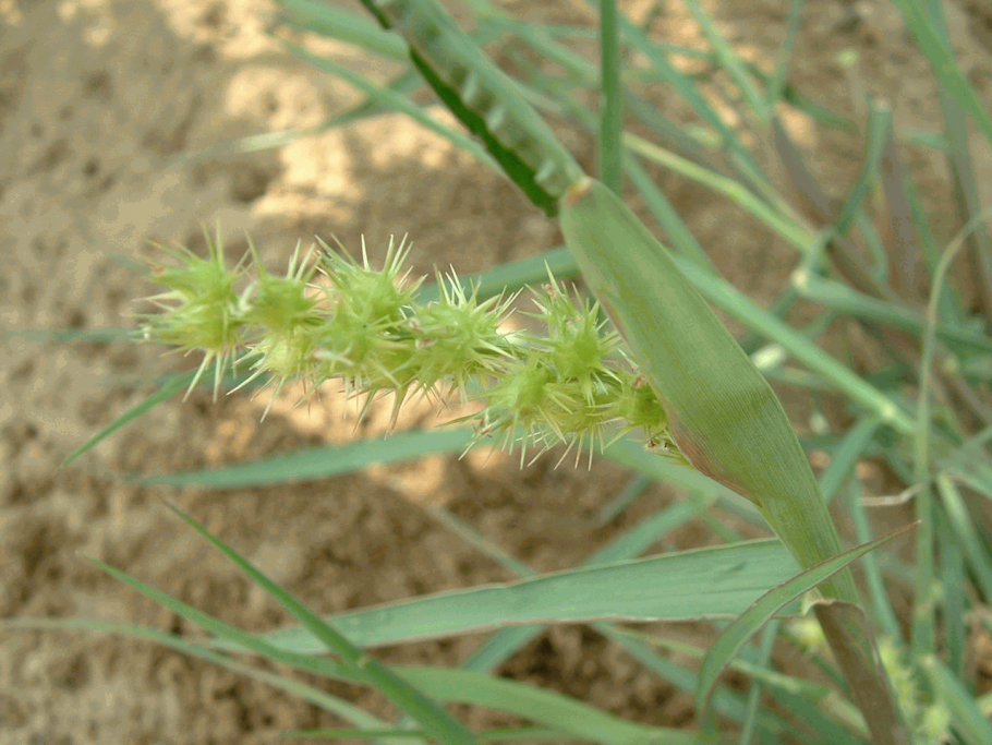 Cenchrus longispinus