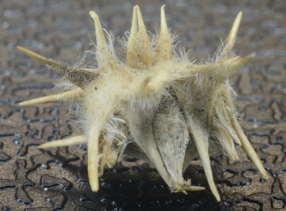 Foxtail grass