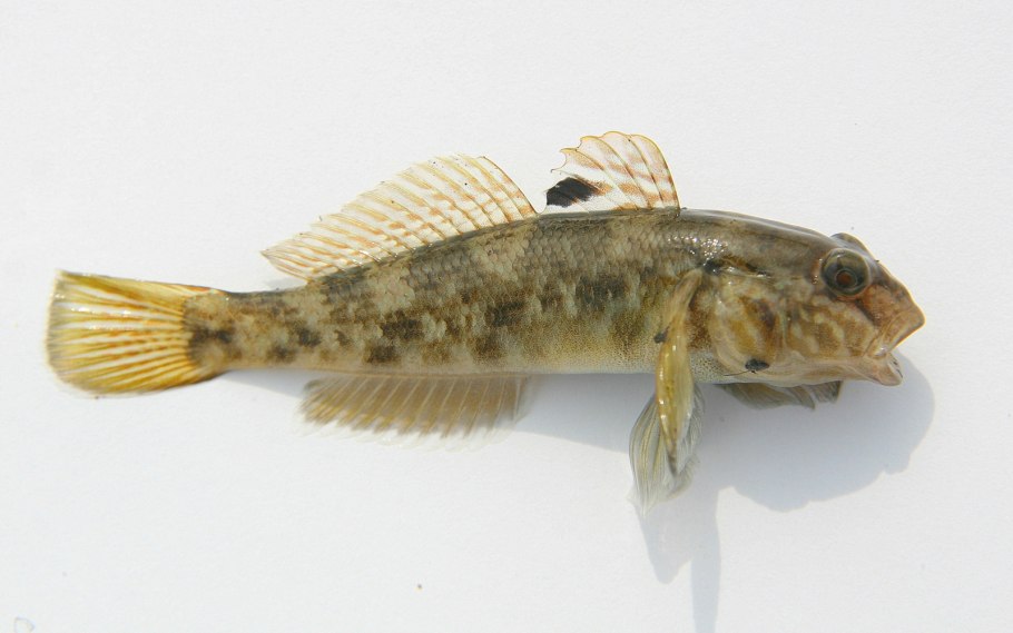 Diodon liturosus