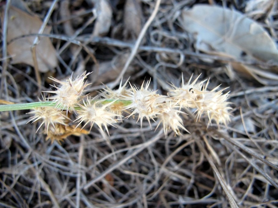 Cenchrus pauciflorus