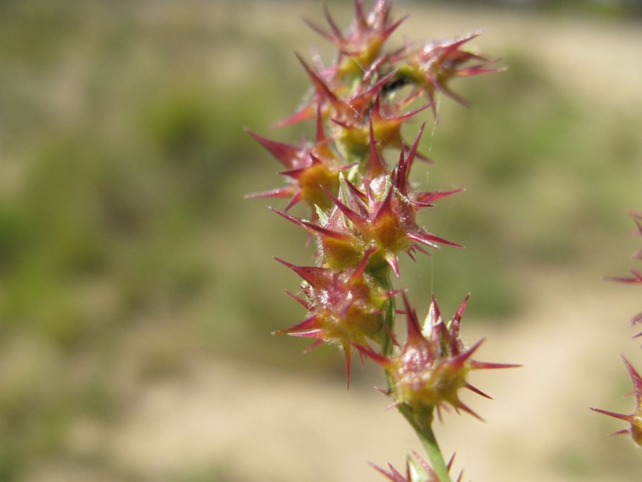 Cenchrus longispinus