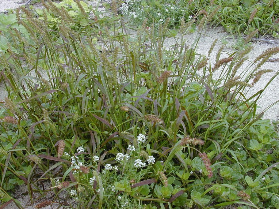 Cenchrus longispinus