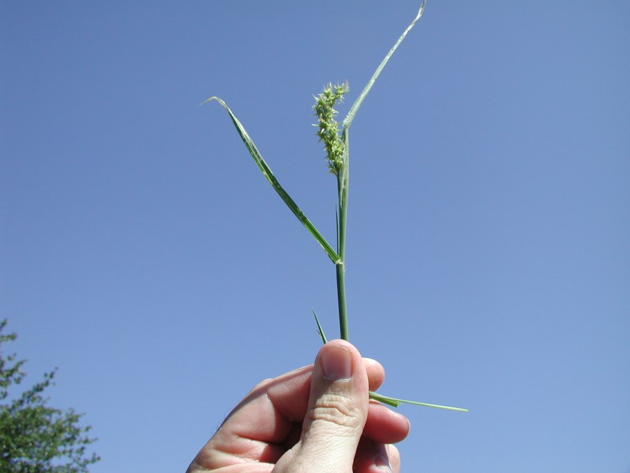 Cenchrus pauciflorus