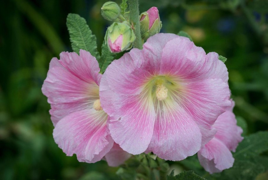 Мальва Мавритана