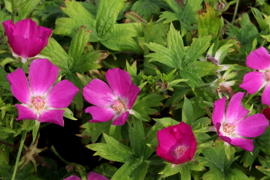 Каллирое (Callirhoe) сем. Мальвовые растение цветок