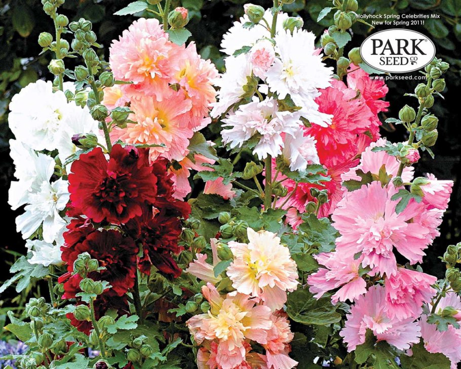 Болотная роза