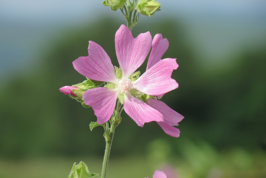 Цветки мальвы