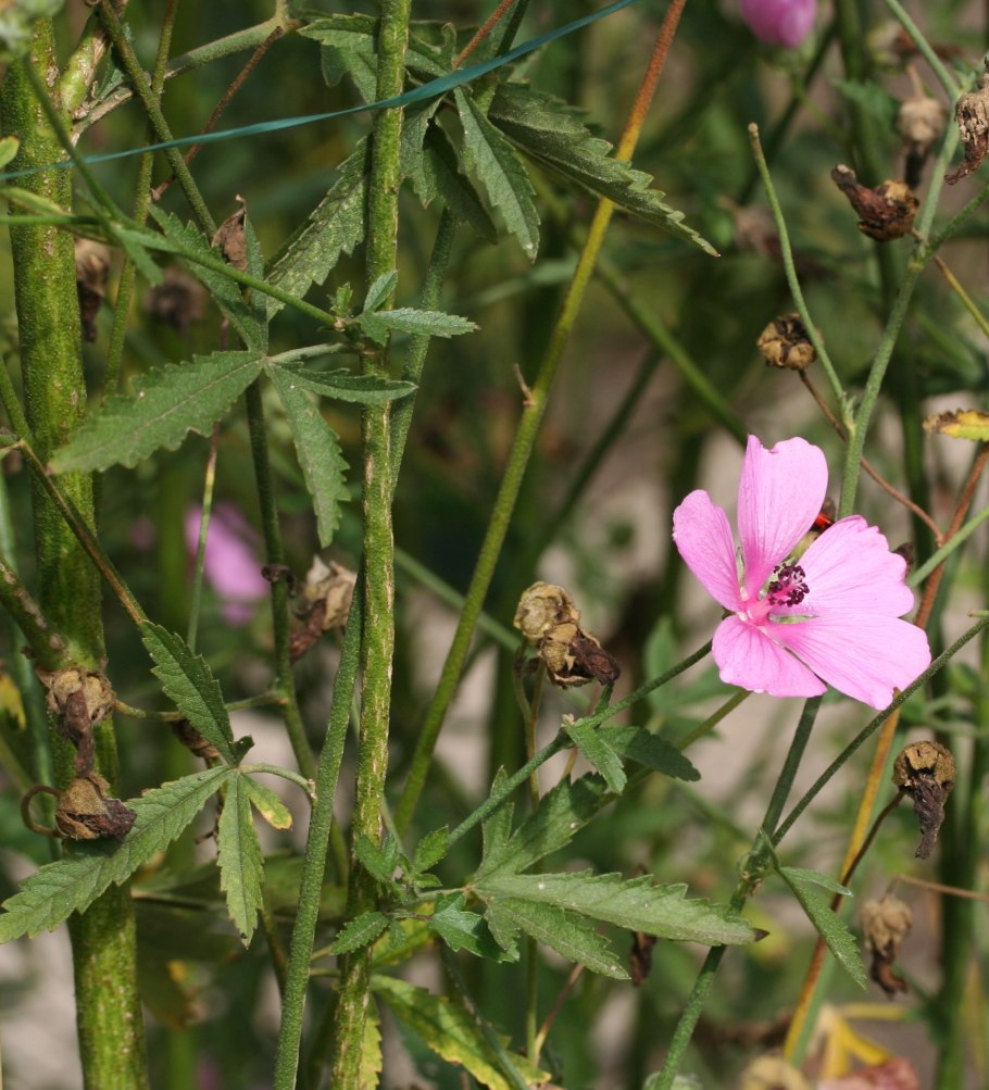 Просвирник приземистый (Malva pusilla