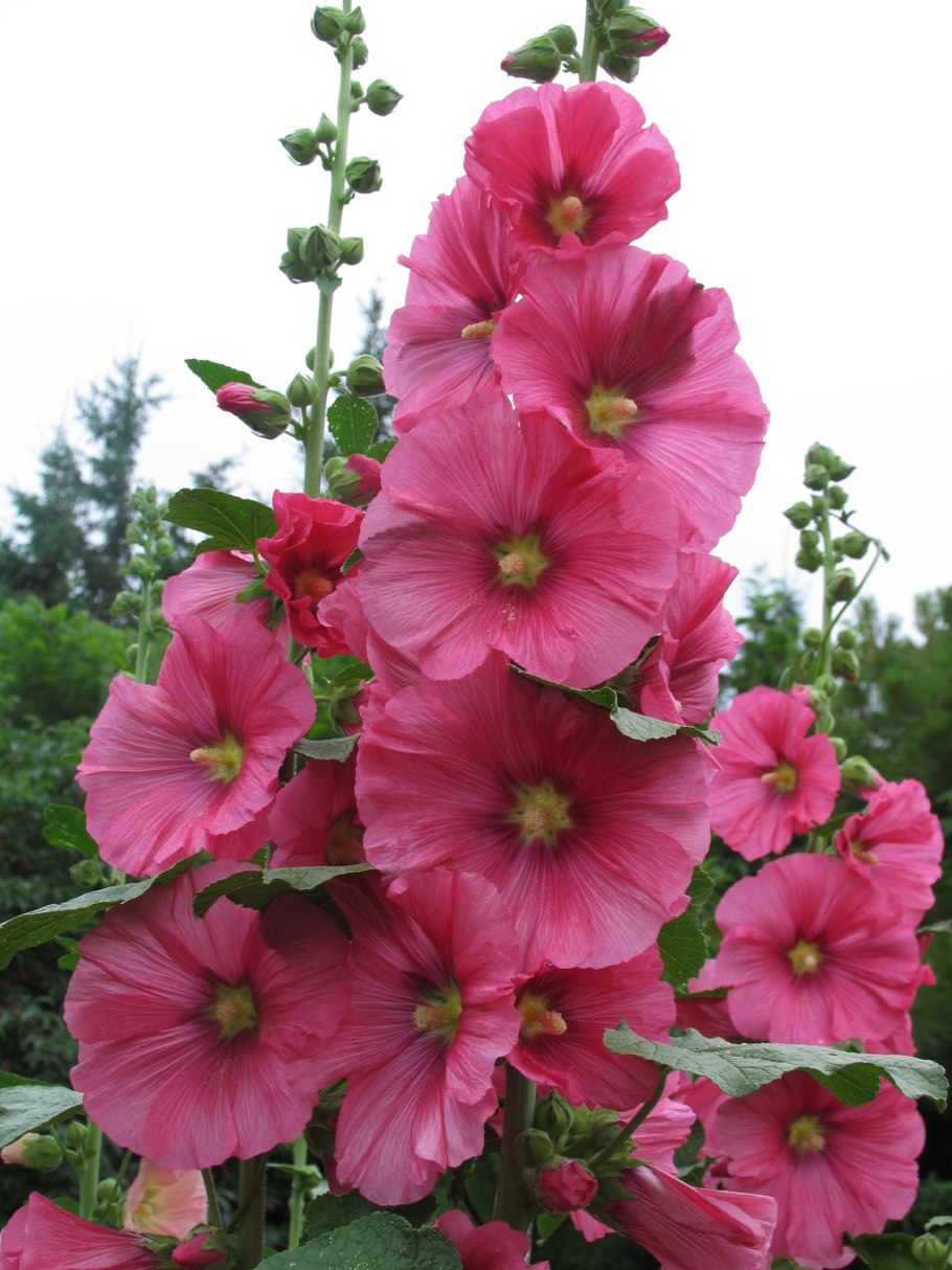 Мальва шток роза Йеллоу