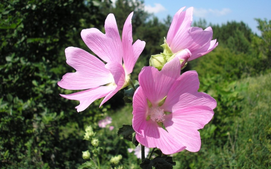 Цветы Мальва Багамы