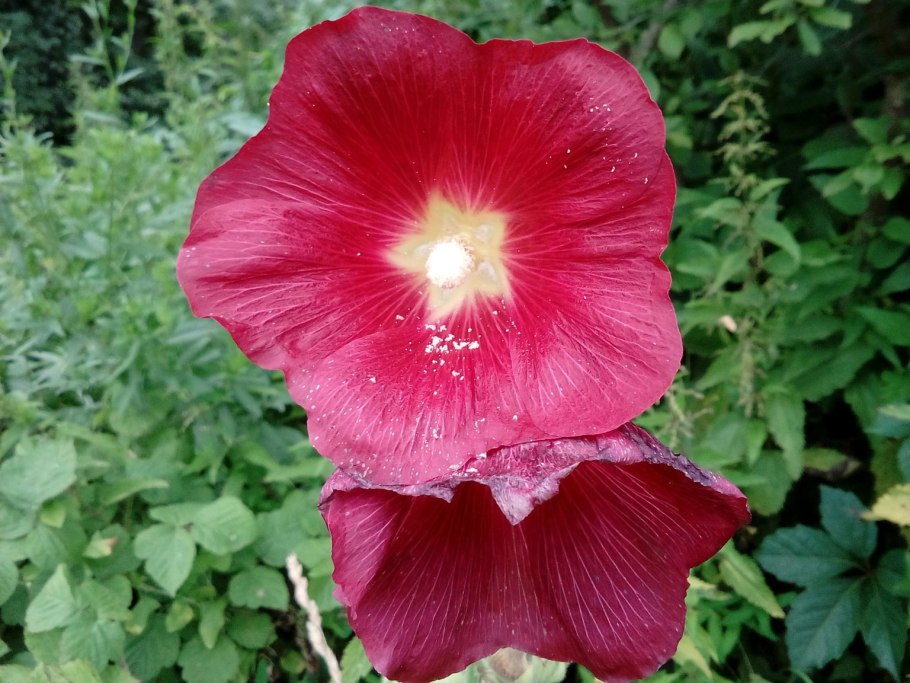 Missouri растения