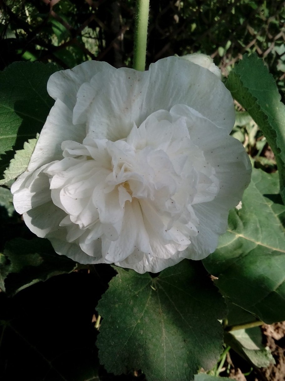 Дафна Волчеягодник