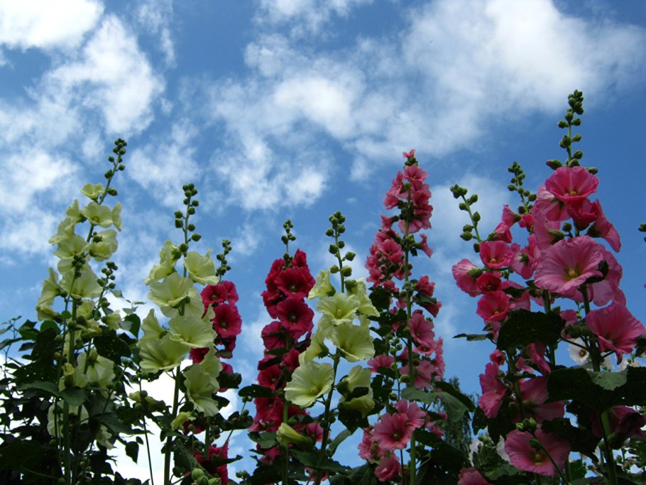 Мальва – Alcea