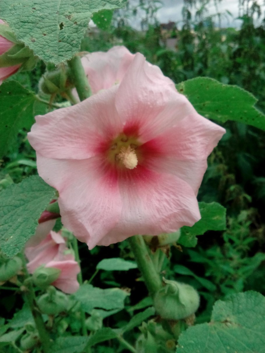 Alcea rosea Hollyhock