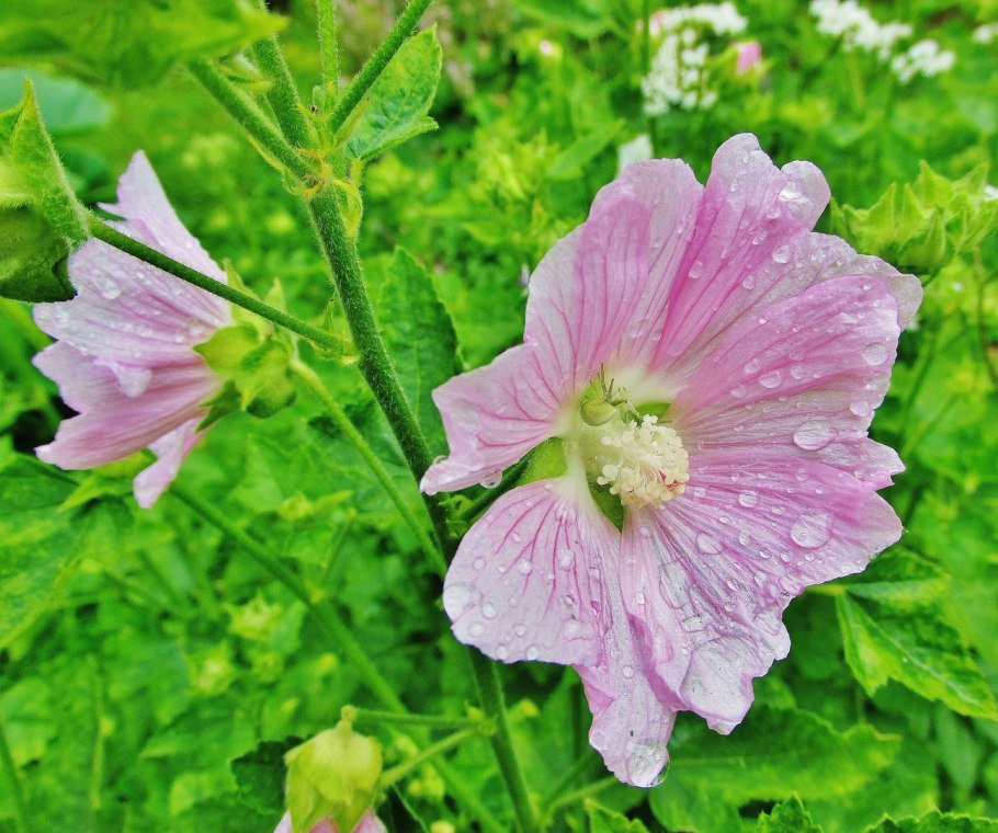 Хатьма лаватера тюрингенская