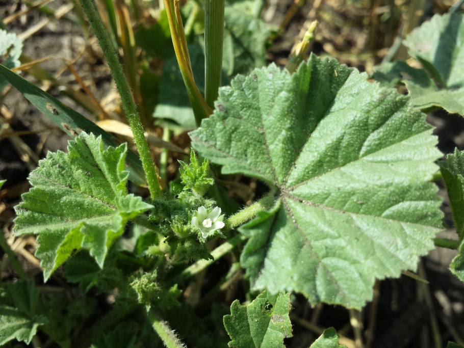 Палевый цвет