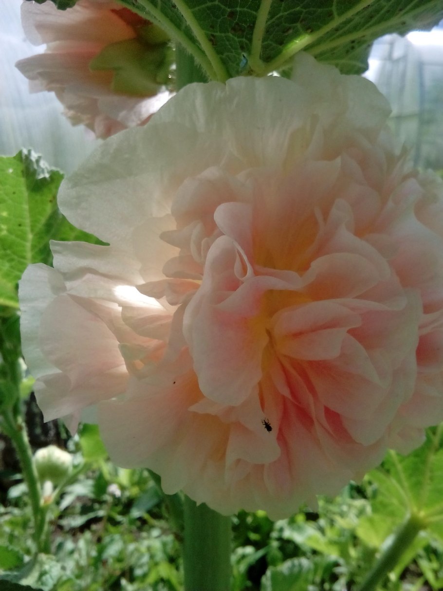 Солнцецвет каменный цветок