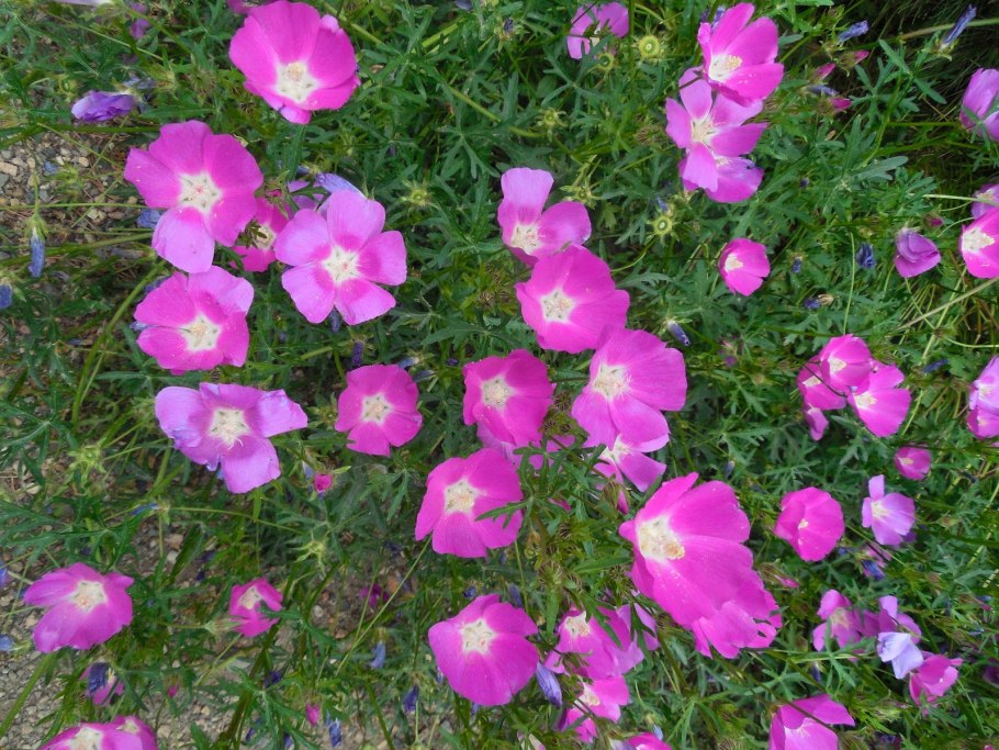 Callirhoe involucrata