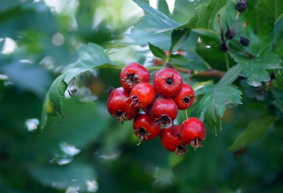 Боярышник шарлаховый/Crataegus