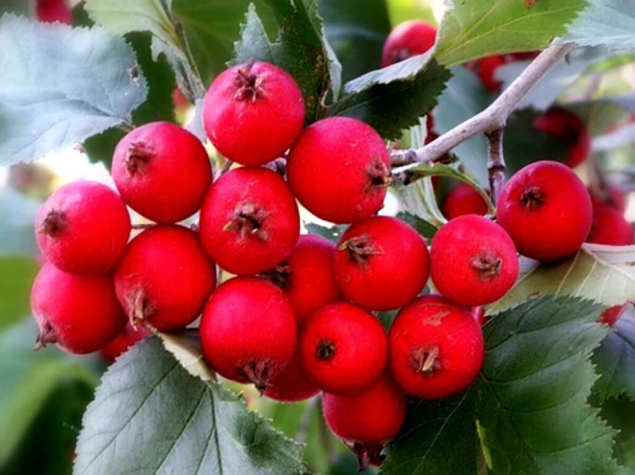 Crataegus chlorosarca