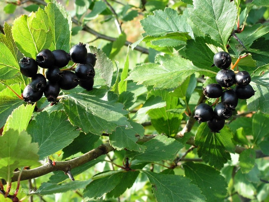 Боярышник пятипестичный