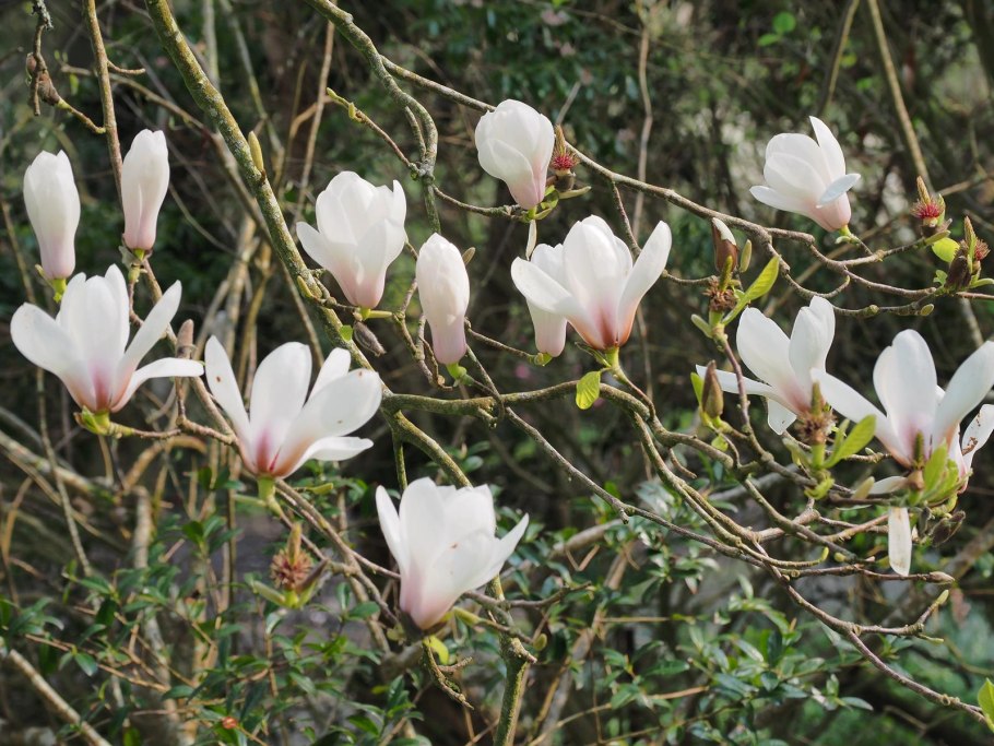 Магнолия в Москве