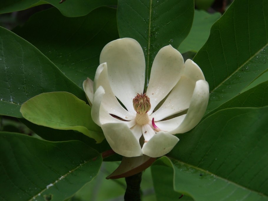 Магнолия grandiflora семя